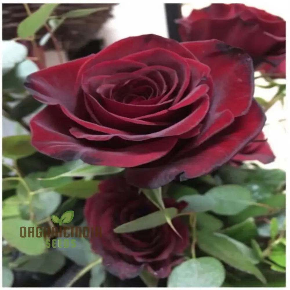 Black Rose Flower Seeds With Red Edge Unique Blooms High Germination Ideal For Garden Seeds