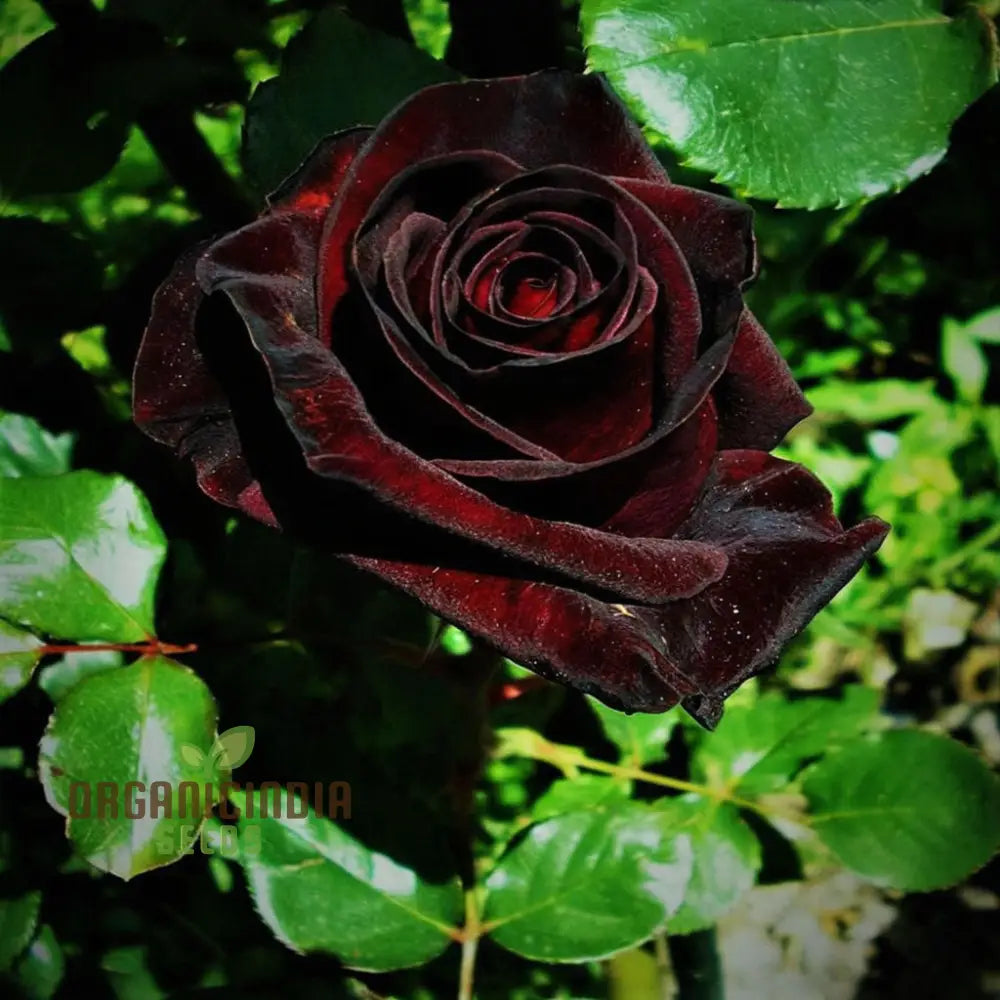 Black Rose Flower Seeds With Red Edge Unique Blooms High Germination Ideal For Garden Seeds