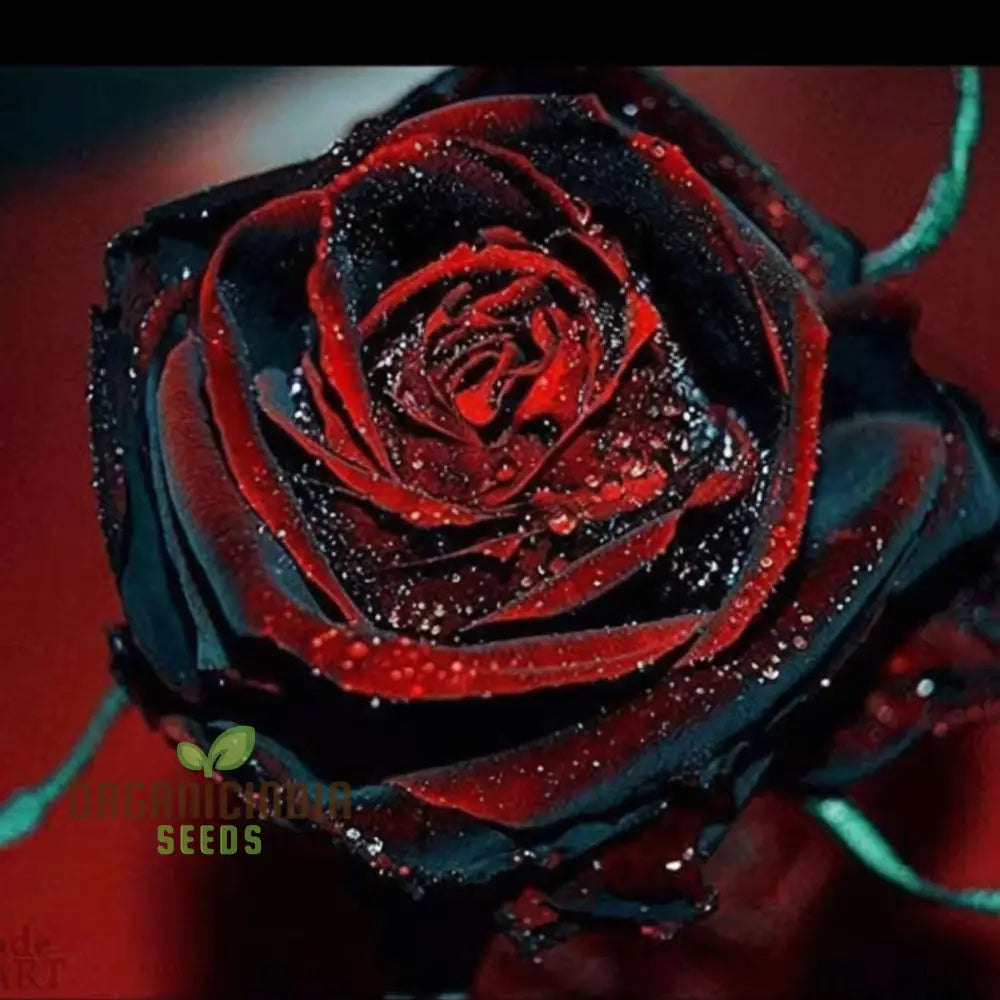 Black Rose Flower Seeds With Red Edge Unique Blooms High Germination Ideal For Garden Seeds