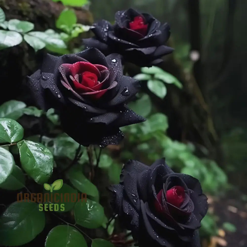 Black Rose Flower Seeds With Red Edge Unique Blooms High Germination Ideal For Garden Seeds