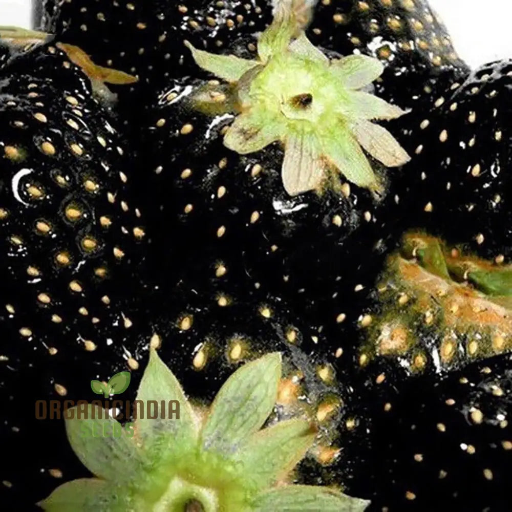 Black Strawberry Seeds For Planting - Premium Gardening Delight | Cultivate Unique Juicy Harvests