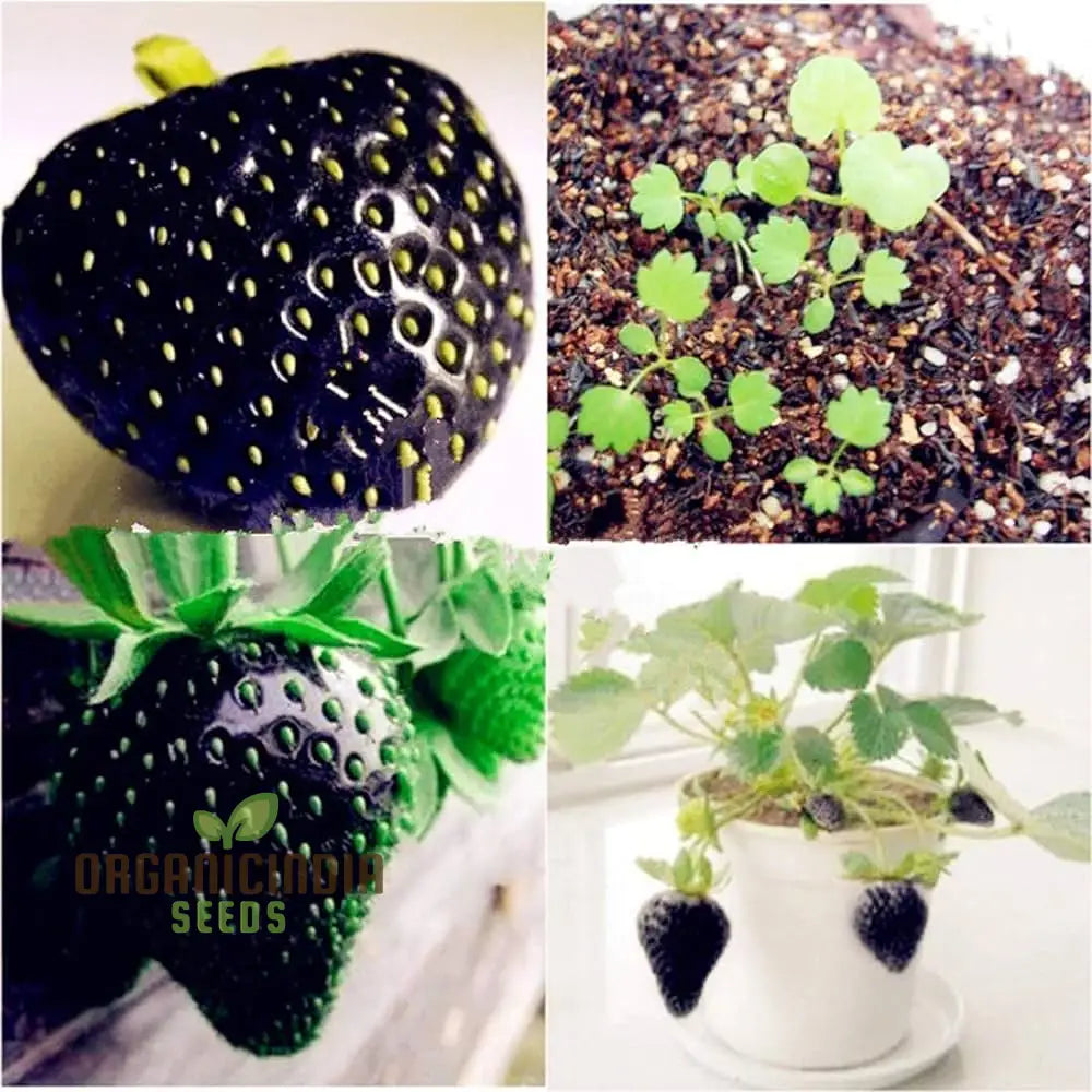 Black Strawberry Seeds For Planting - Premium Gardening Delight | Cultivate Unique Juicy Harvests