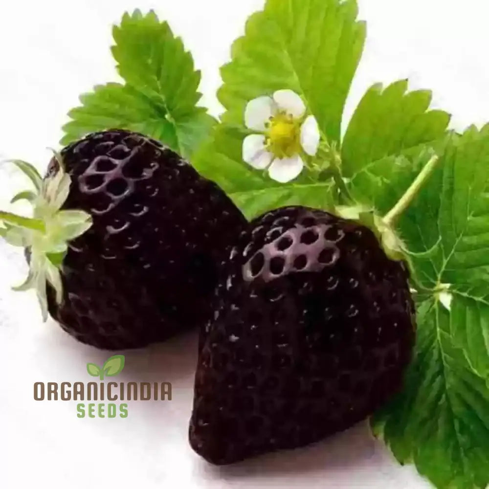 Black Strawberry Seeds For Planting - Premium Gardening Delight | Cultivate Unique Juicy Harvests