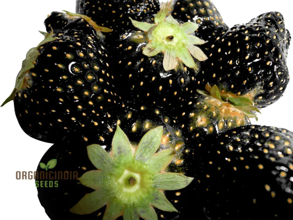 Black Strawberry Seeds For Planting - Premium Gardening Delight | Cultivate Unique Juicy Harvests