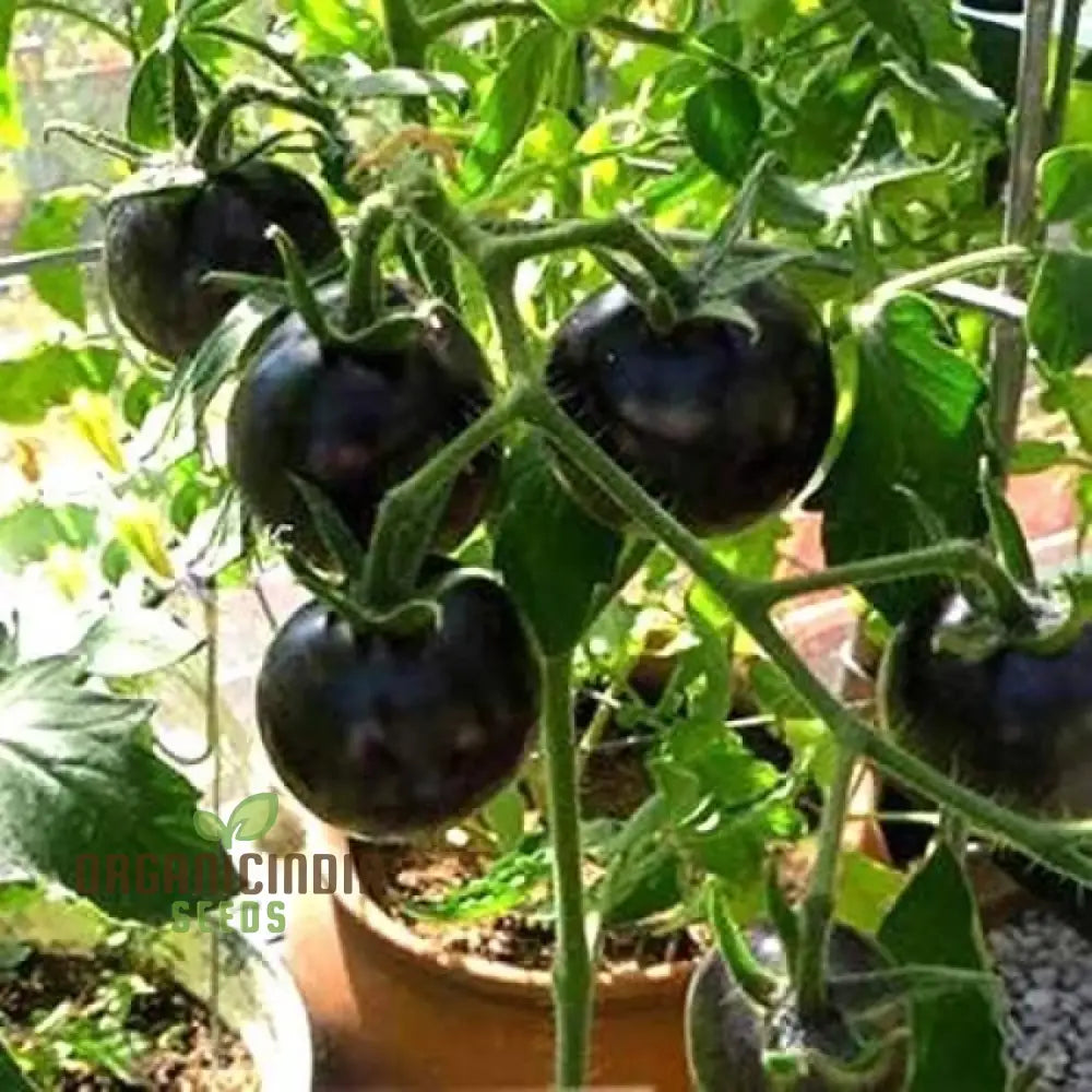 Black Tomato Vegetable Seeds Rich And Flavorful Heirloom Varieties Garden Easy-To-Grow