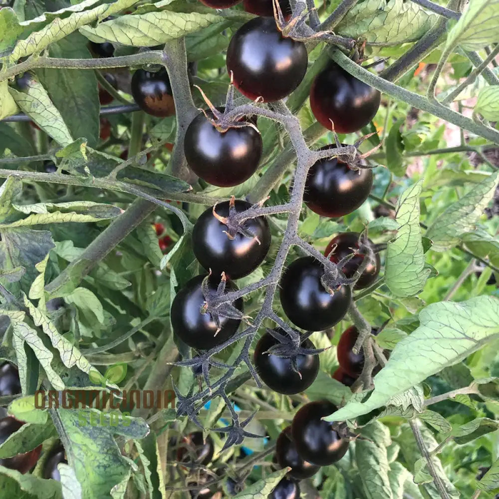 Black Tomato Vegetable Seeds Rich And Flavorful Heirloom Varieties Garden Easy-To-Grow