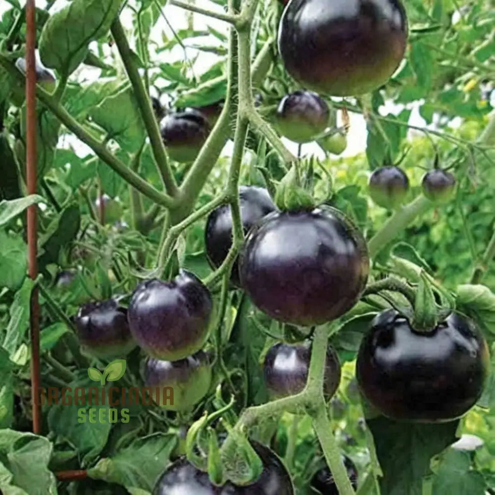 Black Tomato Vegetable Seeds Rich And Flavorful Heirloom Varieties Garden Easy-To-Grow