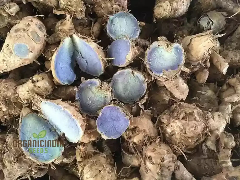 Black Turmeric Rhizome - Rare Exotic Seeds For Home Gardening Enthusiasts