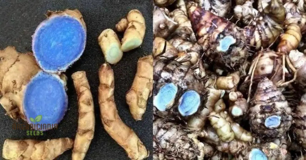 Black Turmeric Rhizome - Rare Exotic Seeds For Home Gardening Enthusiasts