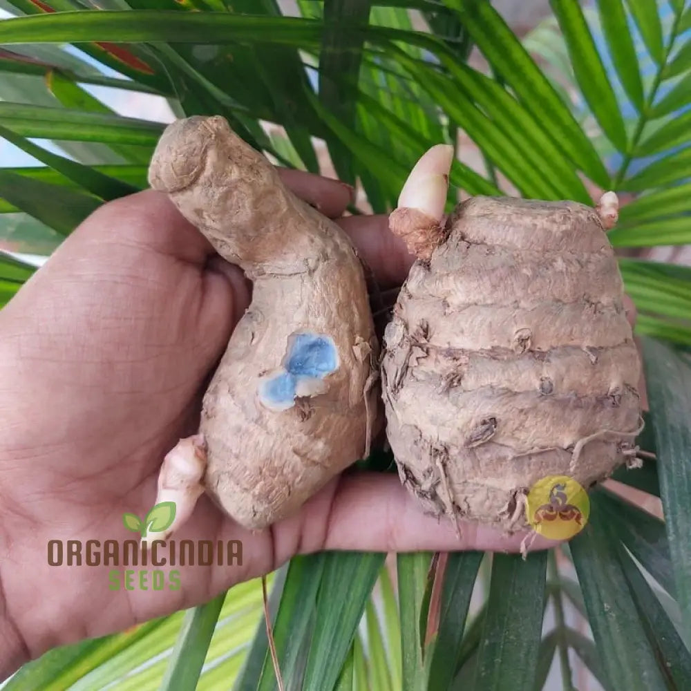 Black Turmeric Rhizome - Rare Exotic Seeds For Home Gardening Enthusiasts