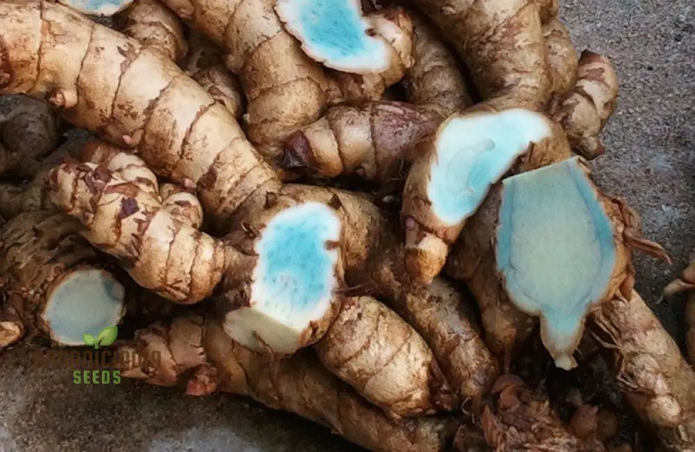 Black Turmeric Rhizome - Rare Exotic Seeds For Home Gardening Enthusiasts