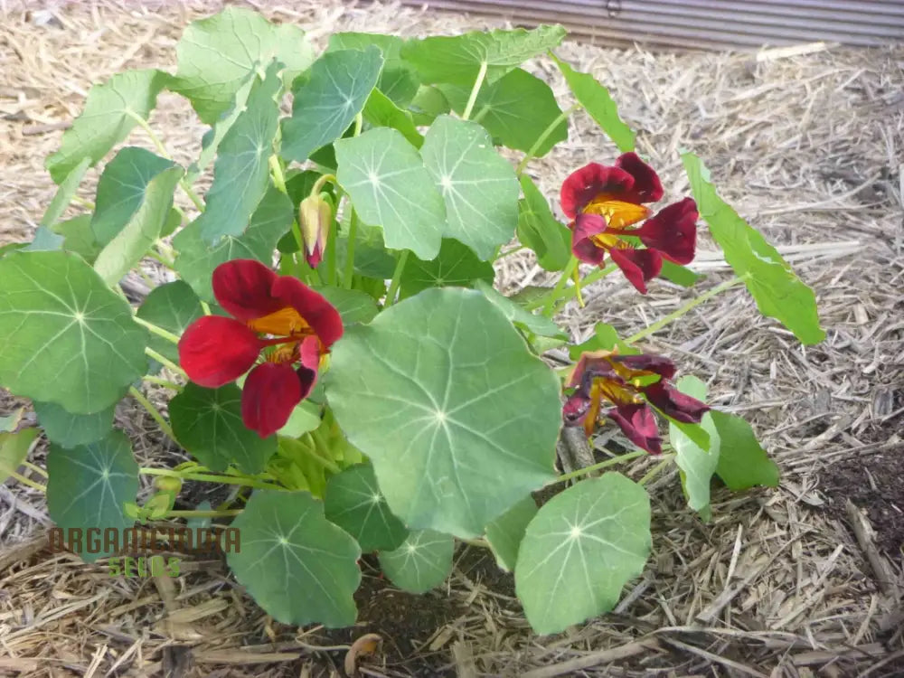 Black Velvet Nasturtium Seeds - Cultivate Dark And Velvety Flowers In Your Garden