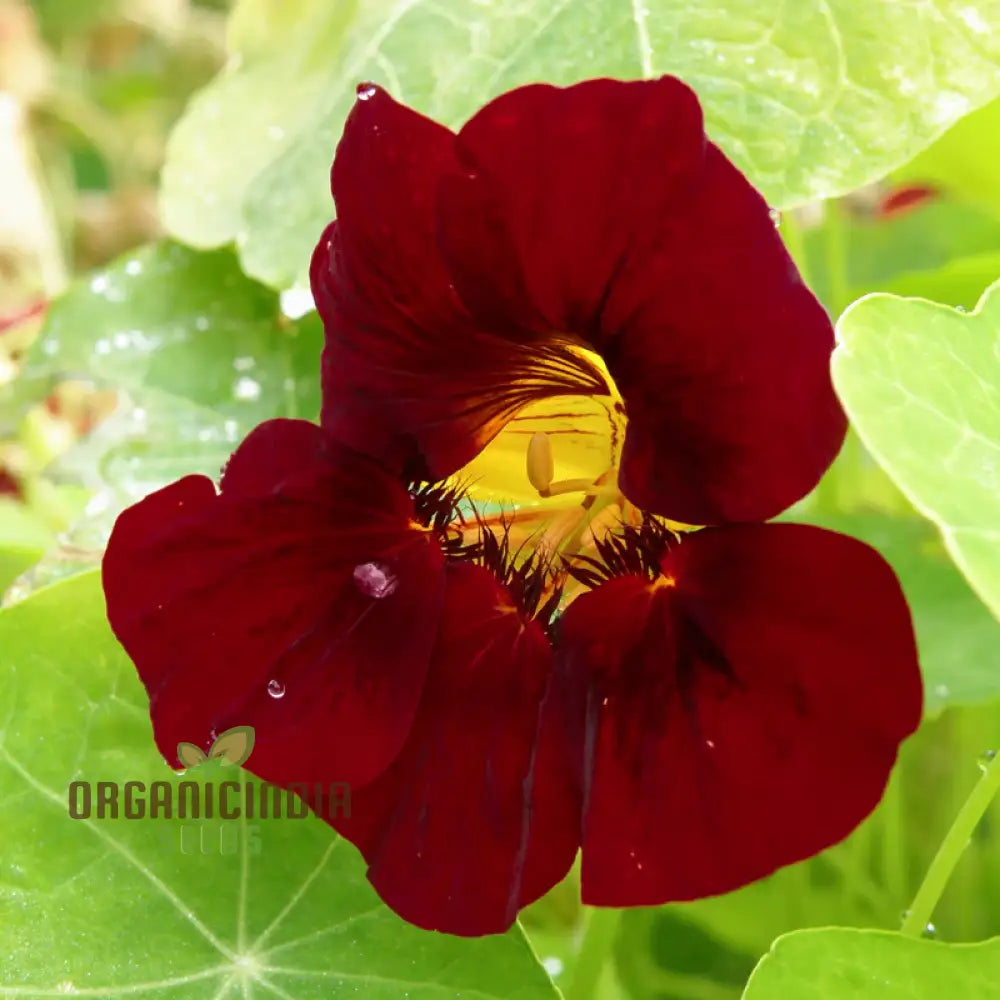 Black Velvet Nasturtium Seeds - Cultivate Dark And Velvety Flowers In Your Garden