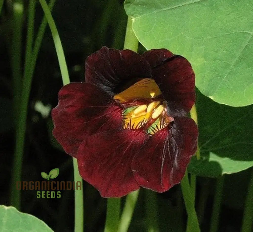 Black Velvet Nasturtium Seeds - Cultivate Dark And Velvety Flowers In Your Garden