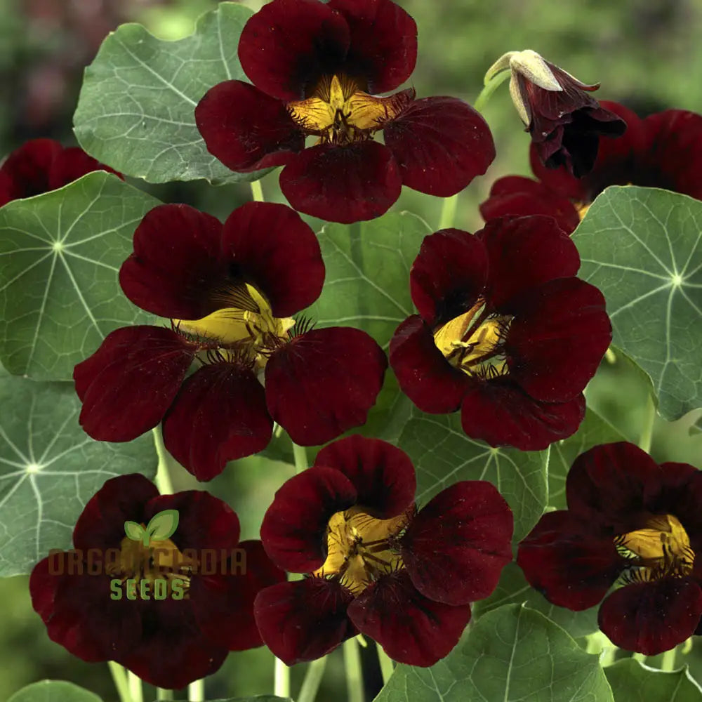 Black Velvet Nasturtium Seeds - Cultivate Dark And Velvety Flowers In Your Garden