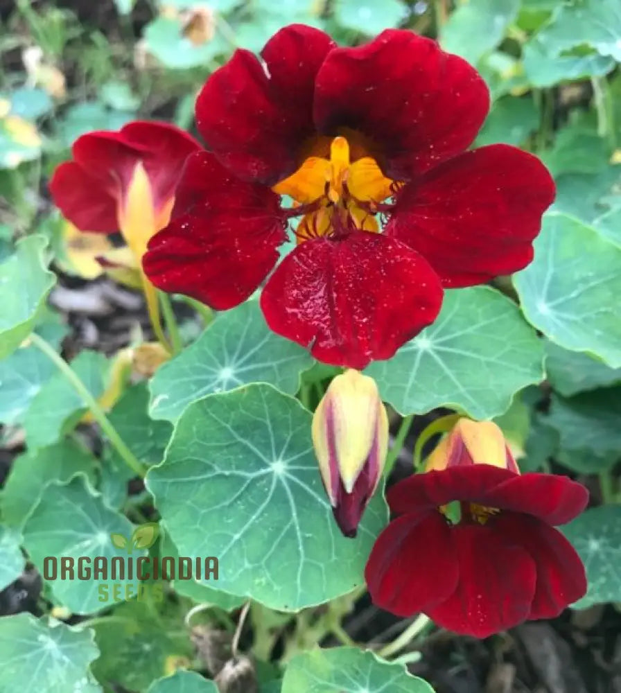 Black Velvet Nasturtium Seeds - Cultivate Dark And Velvety Flowers In Your Garden