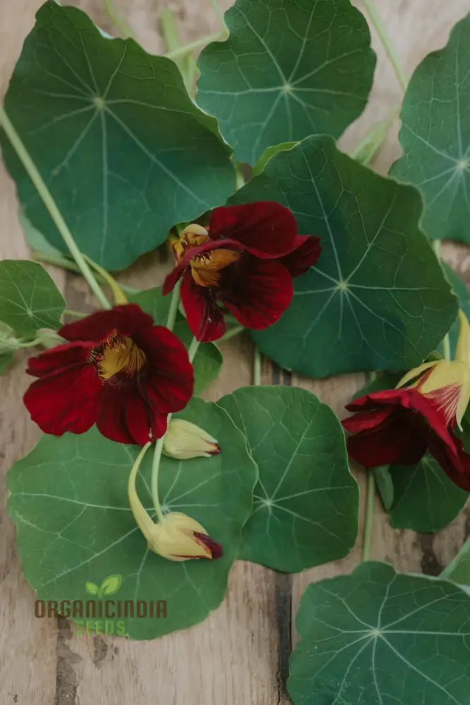 Black Velvet Nasturtium Seeds - Cultivate Dark And Velvety Flowers In Your Garden