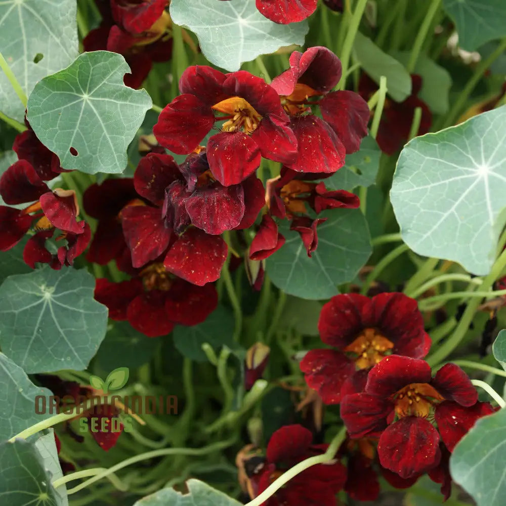 Black Velvet Nasturtium Seeds - Cultivate Dark And Velvety Flowers In Your Garden