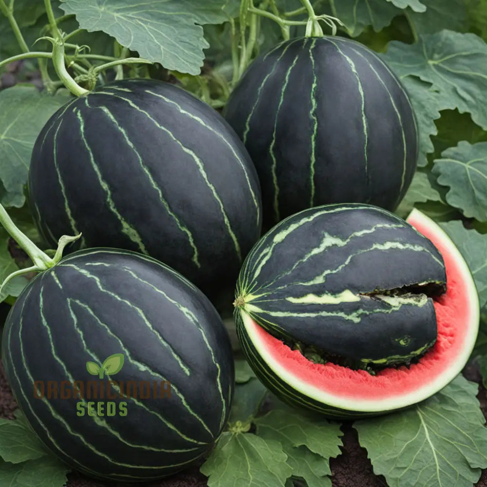 Black Watermelon Beauty Early Giant Fruit Heirloom Seeds For Planting Squash And Gourds