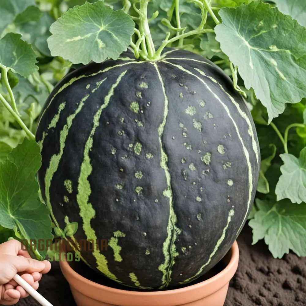 Black Watermelon Beauty Early Giant Fruit Heirloom Seeds For Planting Squash And Gourds