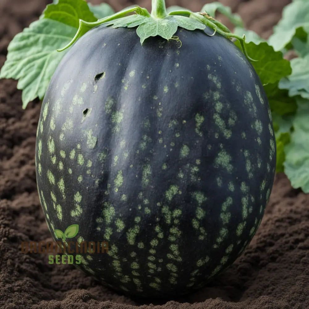 Black Watermelon Beauty Early Giant Fruit Heirloom Seeds For Planting Squash And Gourds