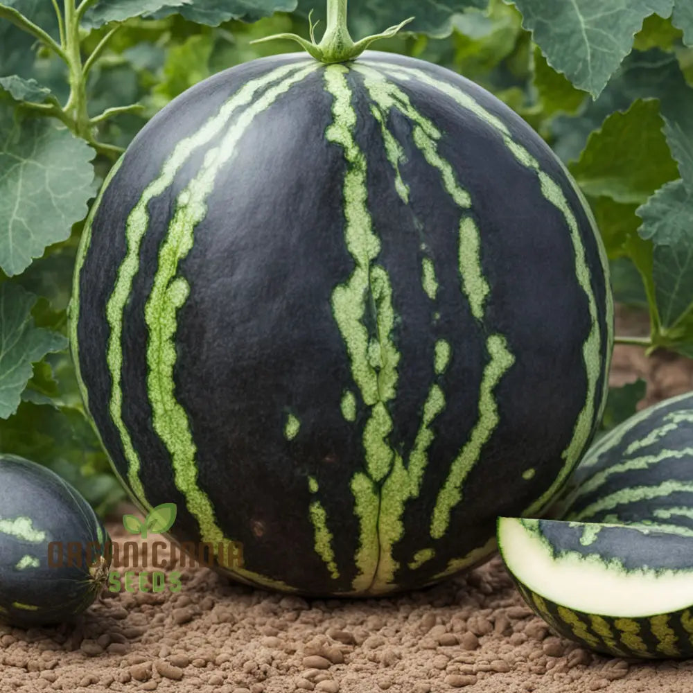 Black Watermelon Beauty Early Giant Fruit Heirloom Seeds For Planting Squash And Gourds