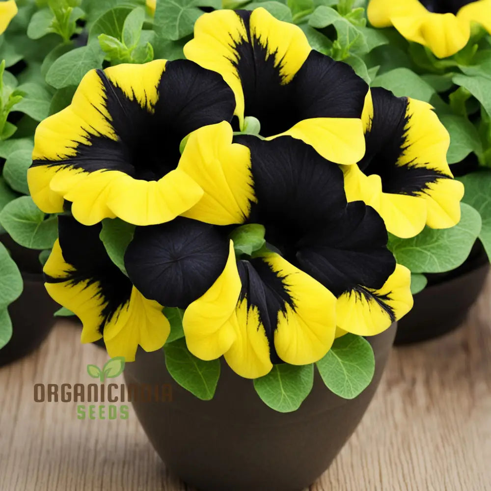 Black Yellow Double Petunia Flower Seeds - Dramatic Duo Blooms For Bold Garden Statements Annuals