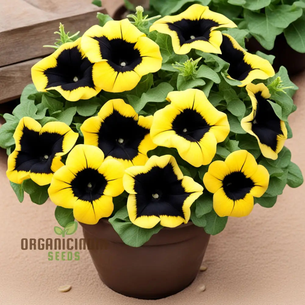 Black Yellow Double Petunia Flower Seeds - Dramatic Duo Blooms For Bold Garden Statements Annuals