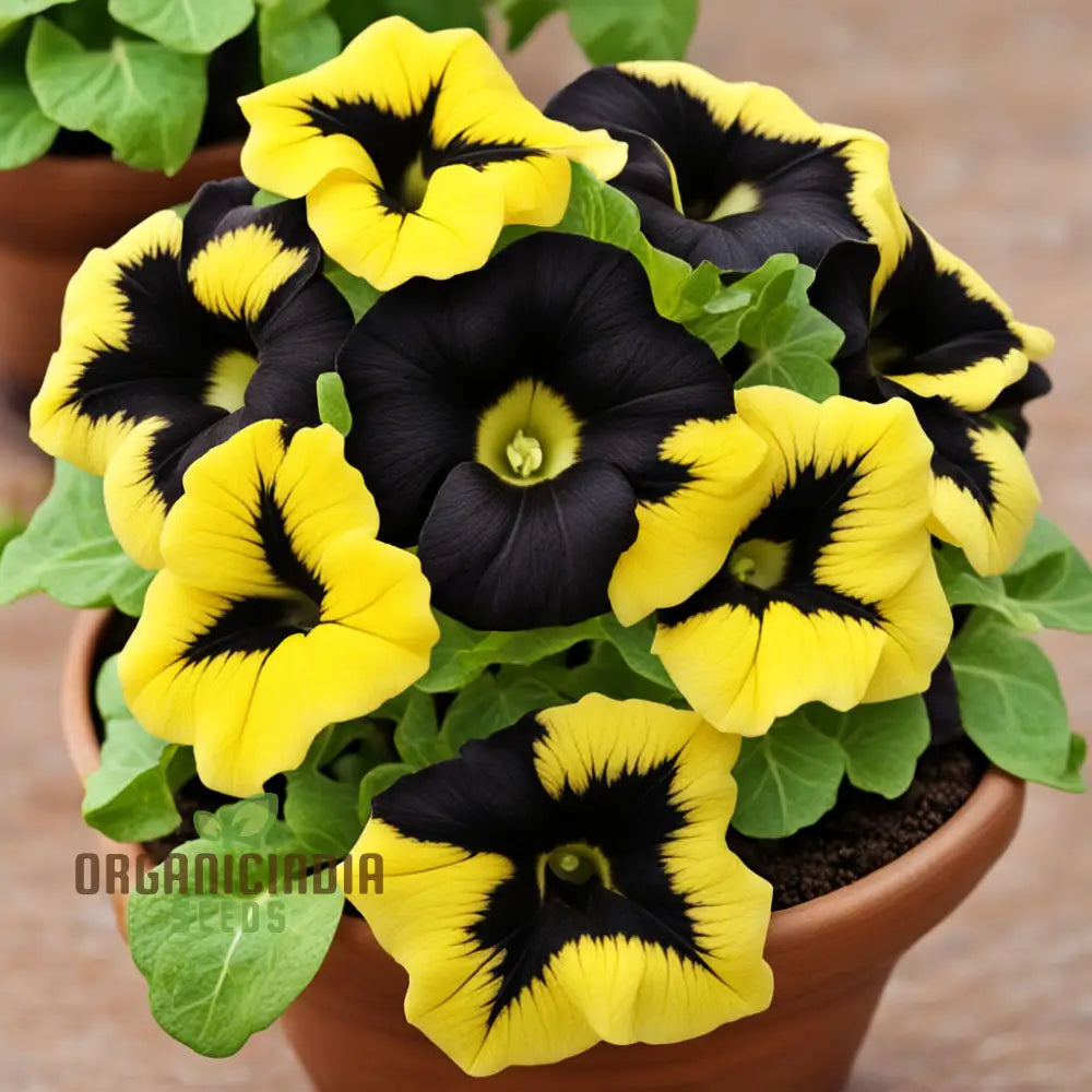 Black Yellow Double Petunia Flower Seeds - Dramatic Duo Blooms For Bold Garden Statements Annuals