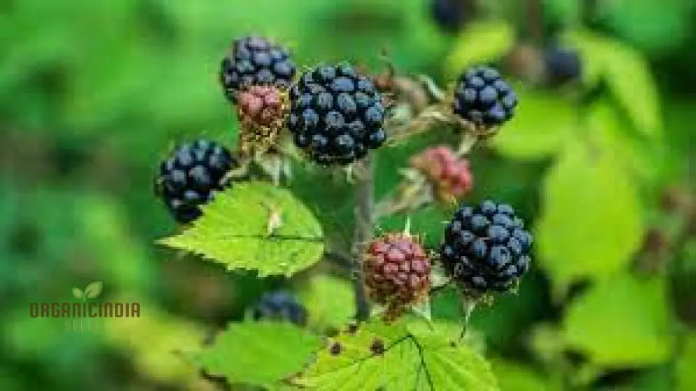 Blackberry Bramble Seeds For Your Garden | Buy Online