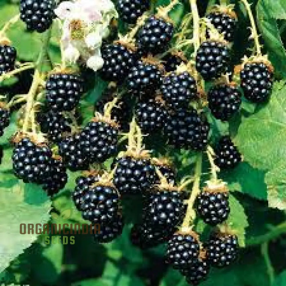 Blackberry Bramble Seeds For Your Garden | Buy Online