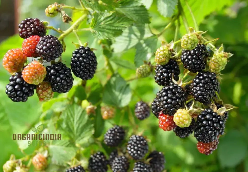 Blackberry Bramble Seeds For Your Garden | Buy Online