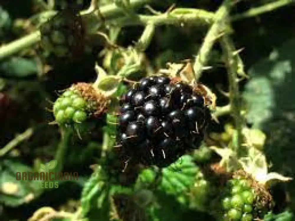 Blackberry Bramble Seeds For Your Garden | Buy Online