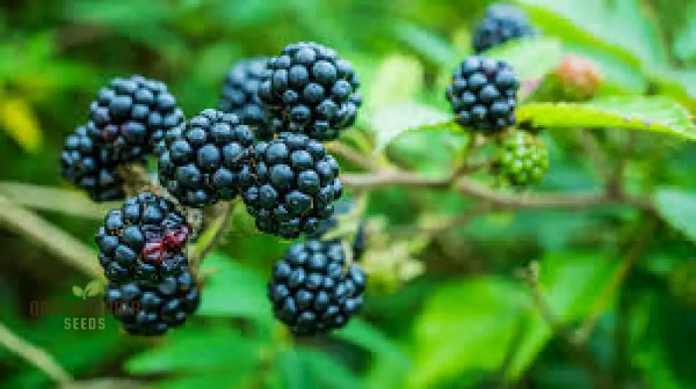 Blackberry Bramble Seeds For Your Garden | Buy Online