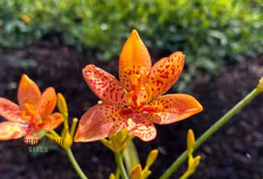 Blackberry Lily Flower Seeds For Planting Premium Quality Your Garden Seeds