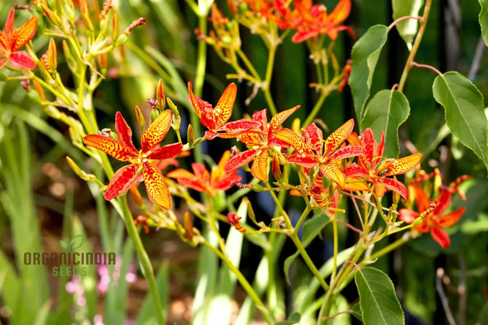 Blackberry Lily Flower Seeds For Planting Premium Quality Your Garden Seeds