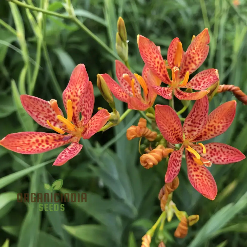 Blackberry Lily Flower Seeds For Planting Premium Quality Your Garden Seeds