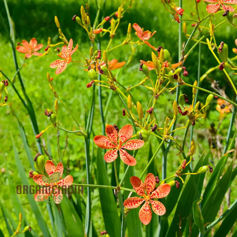 Blackberry Lily Flower Seeds For Planting Premium Quality Your Garden Seeds