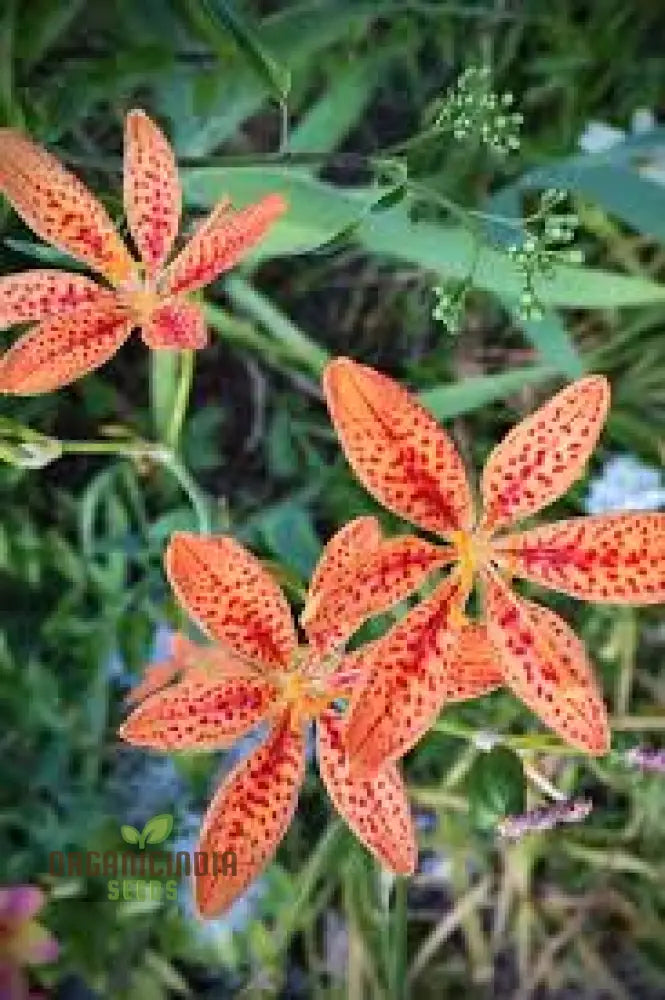 Blackberry Lily Flower Seeds For Planting Premium Quality Your Garden Seeds