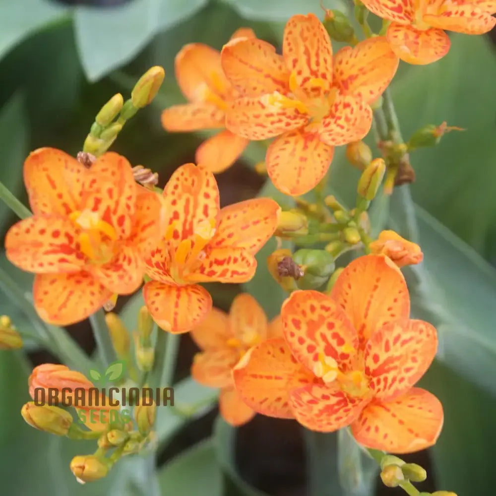 Blackberry Lily Flower Seeds For Planting Premium Quality Your Garden Seeds