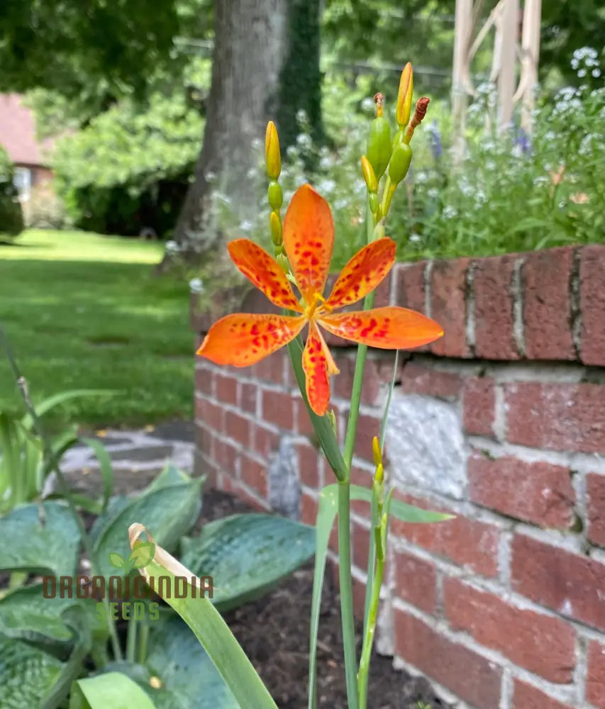 Blackberry Lily Flower Seeds For Planting Premium Quality Your Garden Seeds