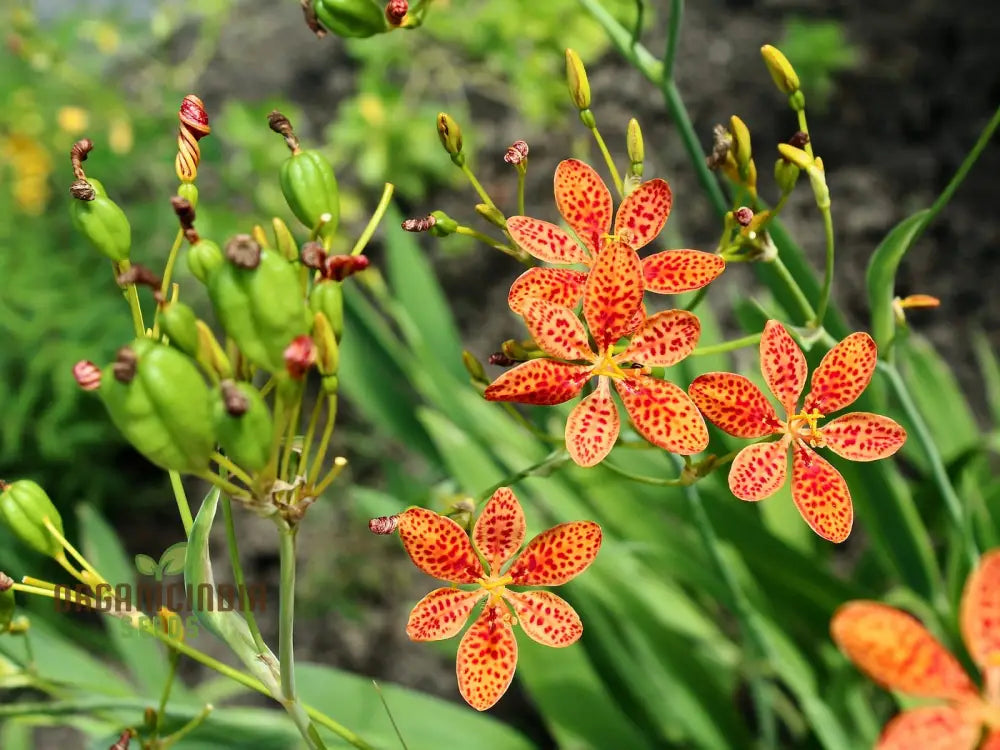 Blackberry Lily Flower Seeds For Planting Premium Quality Your Garden Seeds