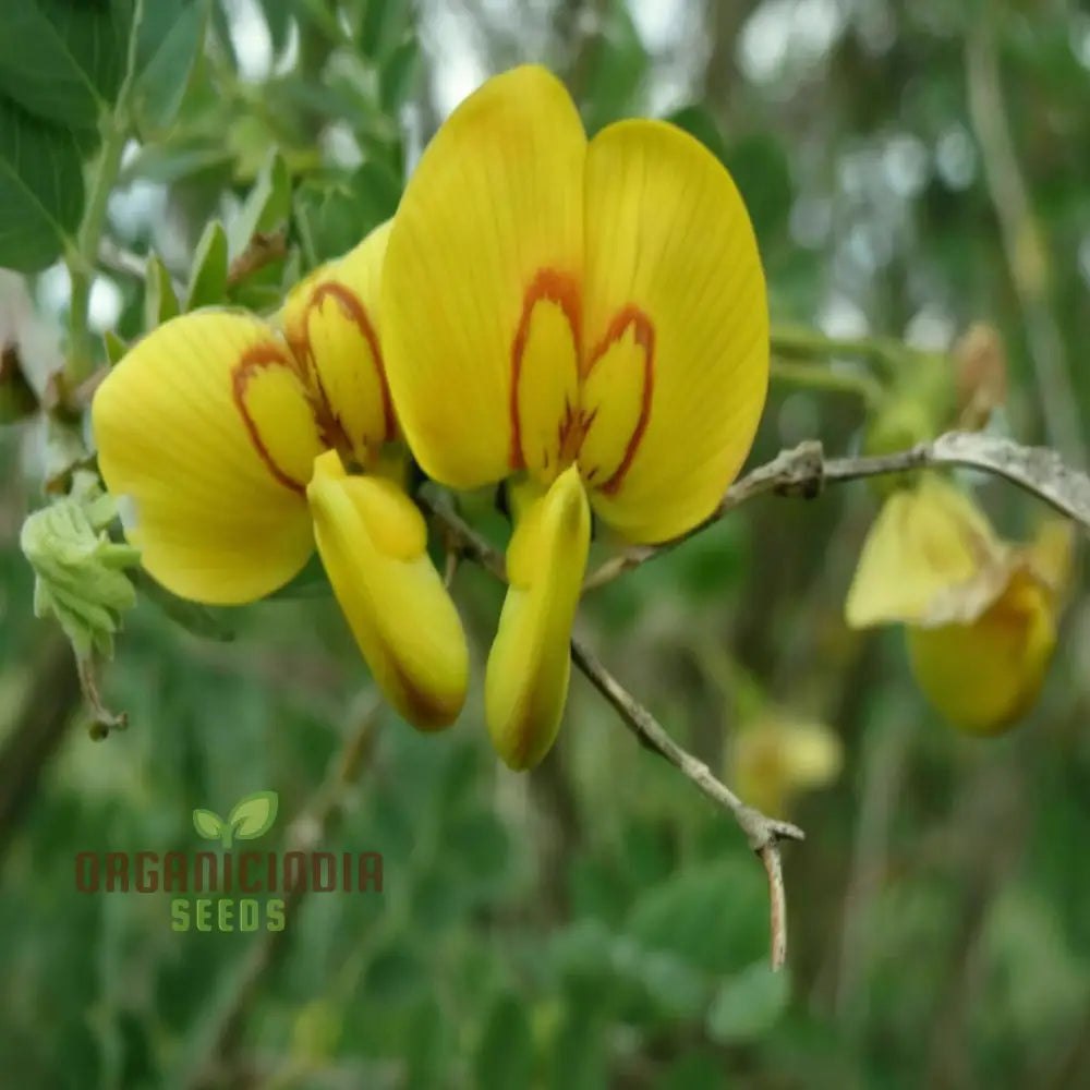 Bladder Senna Flower Seeds - Unique And Hardy Blooms For Ornamental Garden Appeal Seeds