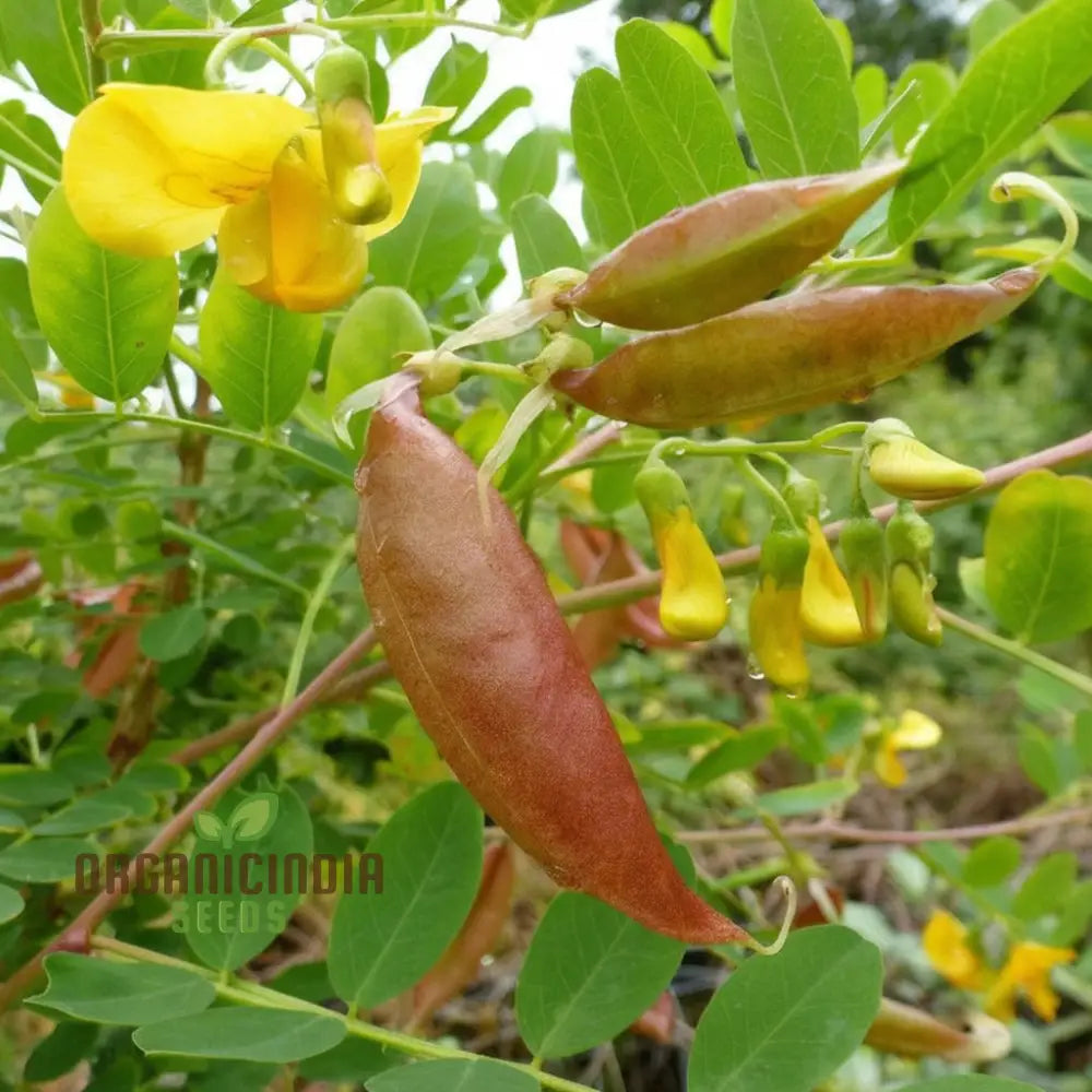 Bladder Senna Flower Seeds - Unique And Hardy Blooms For Ornamental Garden Appeal Seeds