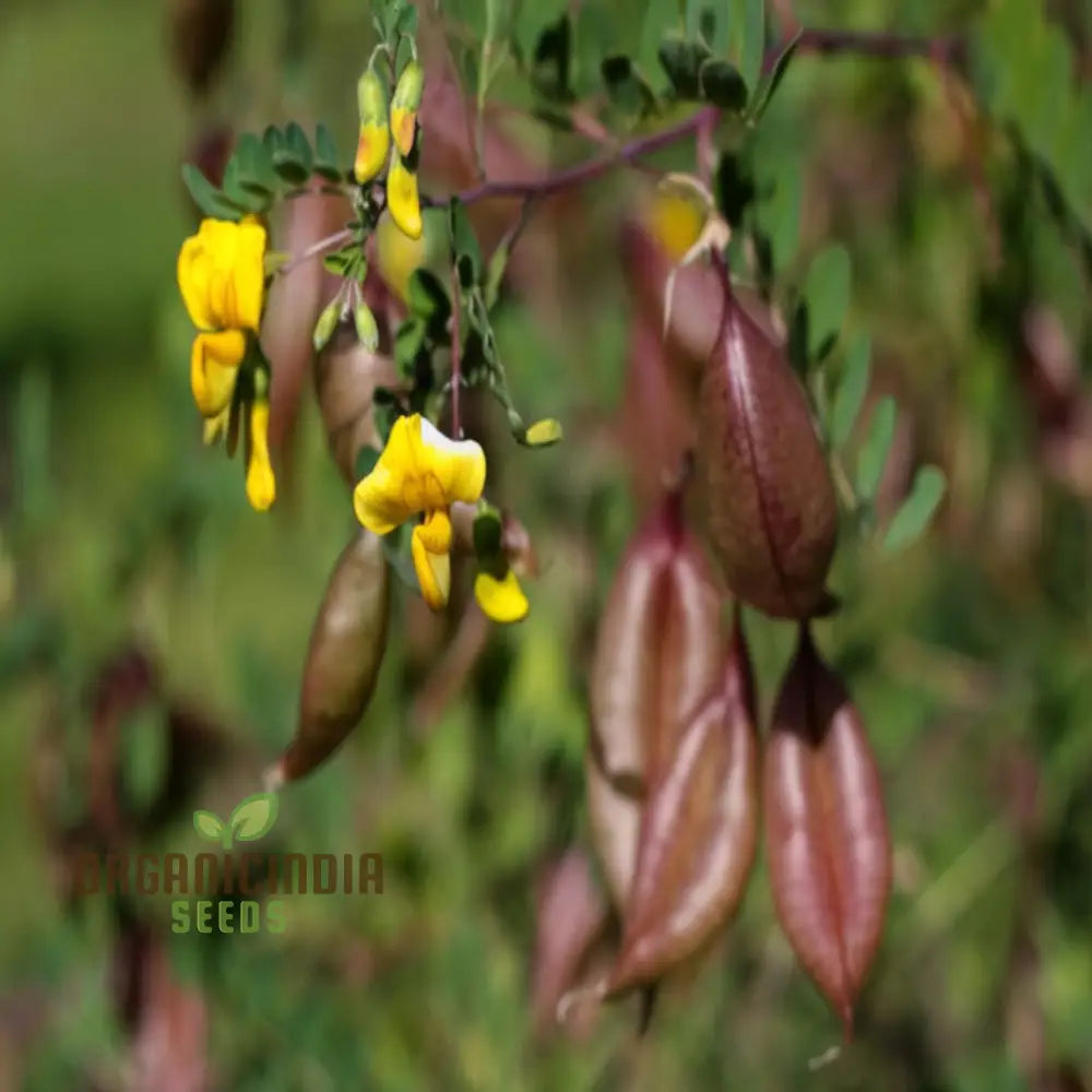 Bladder Senna Flower Seeds - Unique And Hardy Blooms For Ornamental Garden Appeal Seeds