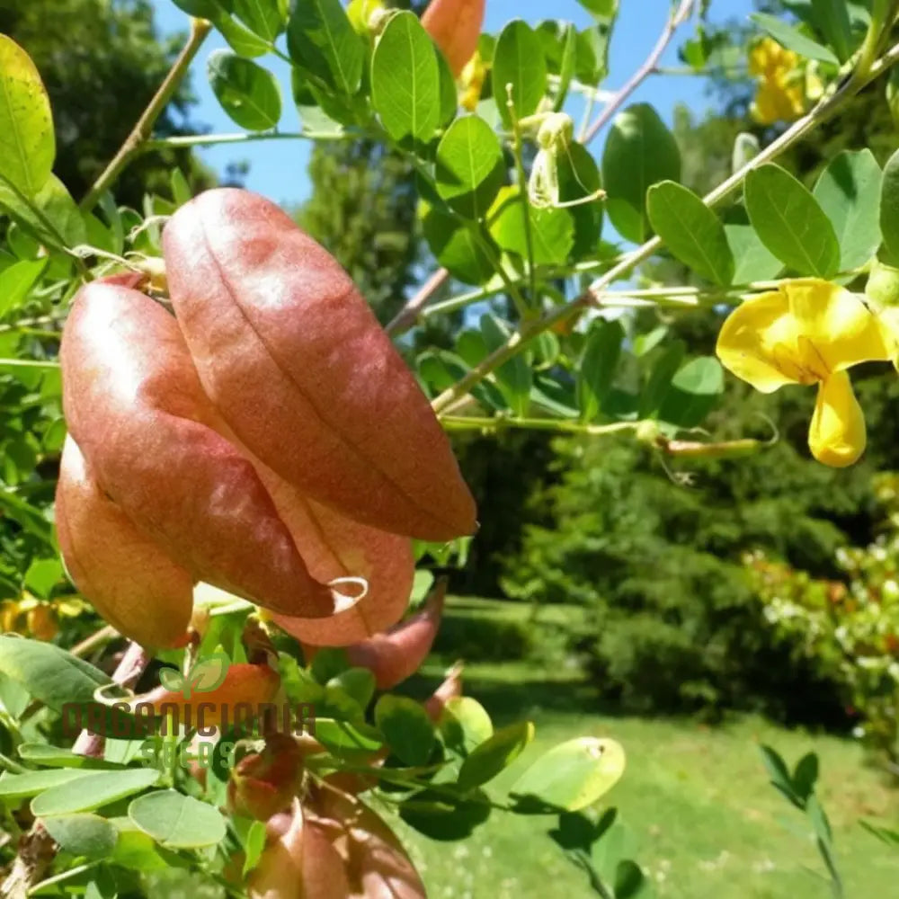 Bladder Senna Flower Seeds - Unique And Hardy Blooms For Ornamental Garden Appeal Seeds