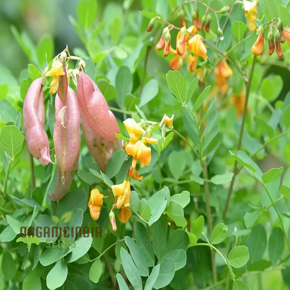 Bladder Senna Flower Seeds - Unique And Hardy Blooms For Ornamental Garden Appeal Seeds