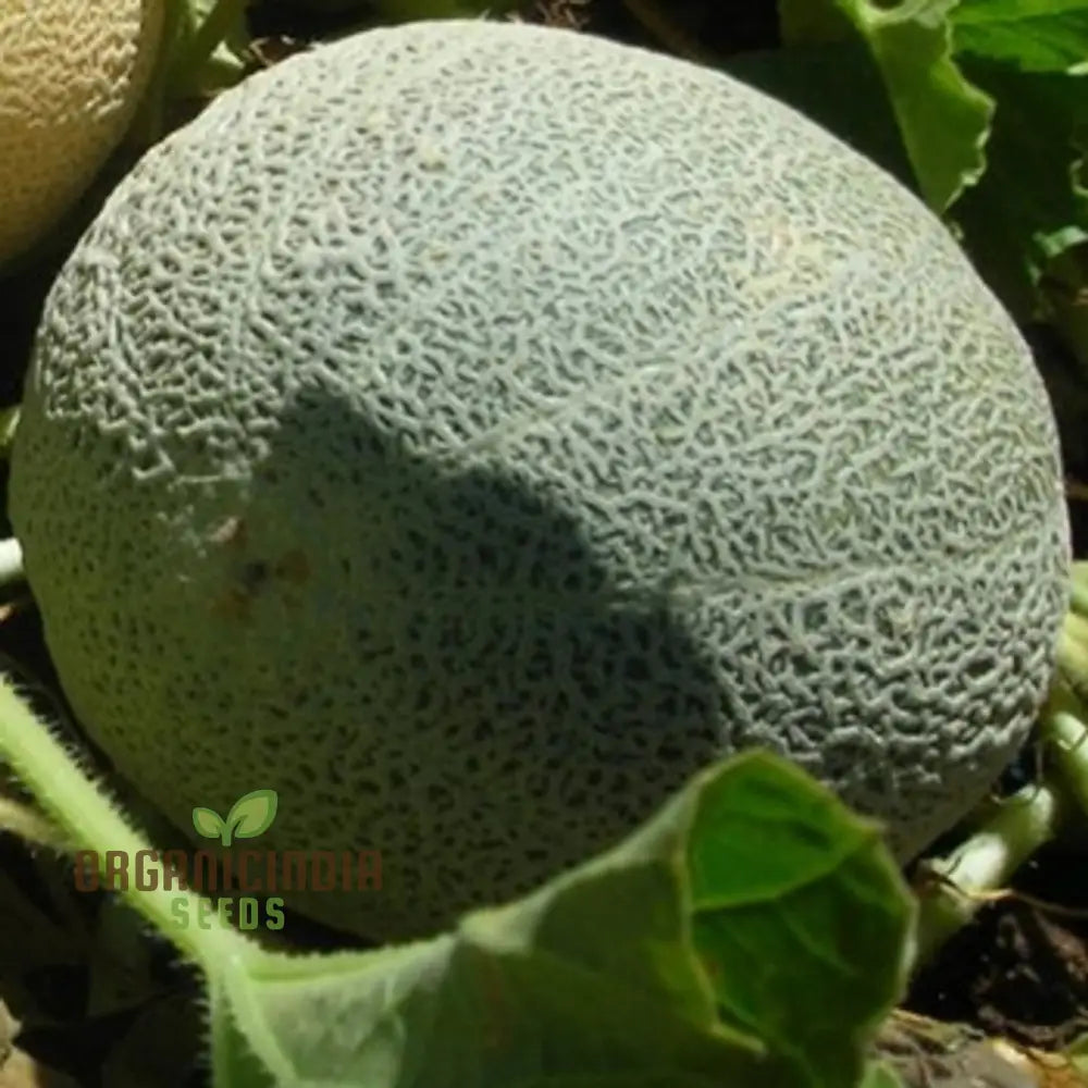 Blenehim Orange Melon Seeds - Sweet And Juicy Heirloom Variety For Your Garden