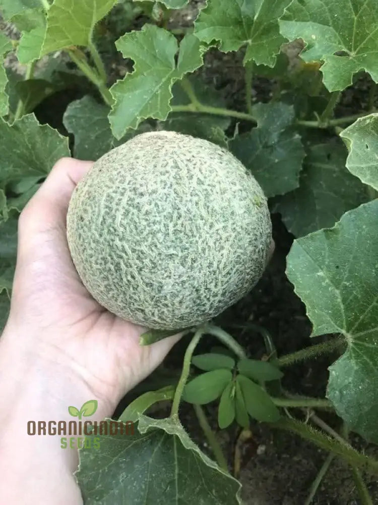 Blenehim Orange Melon Seeds - Sweet And Juicy Heirloom Variety For Your Garden