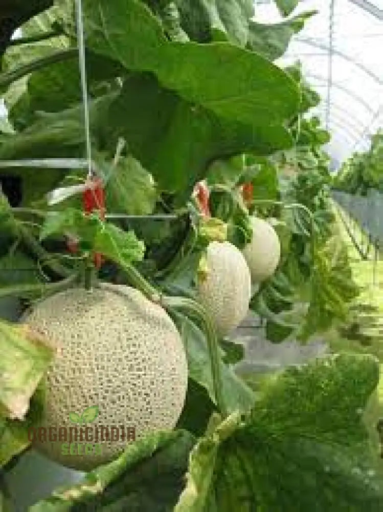 Blenehim Orange Melon Seeds - Sweet And Juicy Heirloom Variety For Your Garden